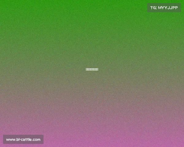 华盛顿的篮球球队